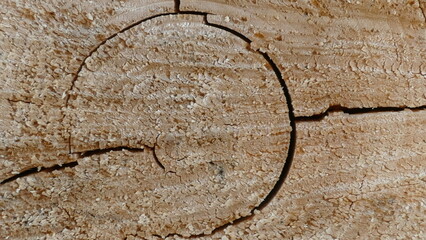 cross-section texture image of a tree