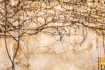 Dry trunks and branches creeping plants, without ivy leaves on an old stone wall, draws a strict picturesque creative arnamentom. As background for design