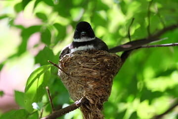 The mother bird looks after the babies that have just hatched from the eggs in the nest.
