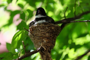 The mother bird looks after the babies that have just hatched from the eggs in the nest.