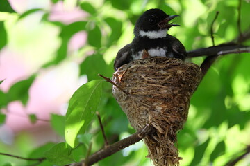 The mother bird looks after the babies that have just hatched from the eggs in the nest.