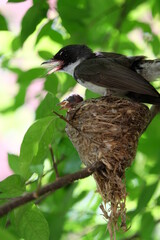 The mother bird looks after the babies that have just hatched from the eggs in the nest.