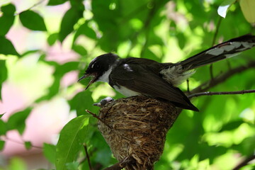 The mother bird looks after the babies that have just hatched from the eggs in the nest.