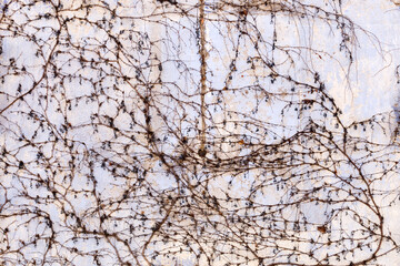 Dry trunks and branches creeping rasteniyya, without ivy leaves on an old stone wall, draws a strict picturesque creative arnamentom. As background for design