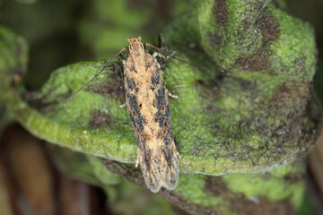 Moth of the beet moth Scrobipalpa ocellatella, is a species in the family Gelechiidae. This is an important pest of sugar beet and other crops.