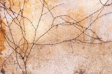 Dry trunks and branches creeping rasteniyya, without ivy leaves on an old stone wall, draws a strict picturesque creative arnamentom. As background for design