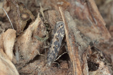 Moth of the beet moth Scrobipalpa ocellatella, is a species in the family Gelechiidae. This is an important pest of sugar beet and other crops.