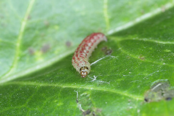 Caterpillar of the beet moth Scrobipalpa ocellatella. It is a moth in the family Gelechiidae. This is an important pest of sugar beet and other crops. Insect on damaged plant.