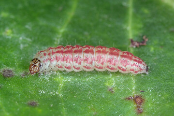 Caterpillar of the beet moth Scrobipalpa ocellatella. It is a moth in the family Gelechiidae. This is an important pest of sugar beet and other crops. Insect on damaged plant.