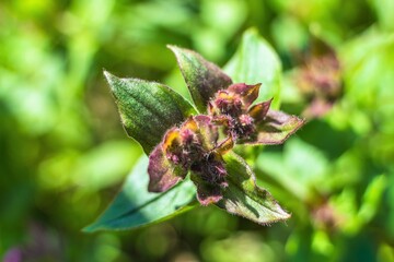 Unblown buds of the first spring flowers.
