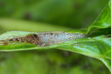 Caterpillar of the beet moth Scrobipalpa ocellatella. It is a moth in the family Gelechiidae. This is an important pest of sugar beet and other crops. Insect on damaged plant.