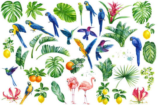Summer tropics, set of plants, palm leaves, flowers and birds, flamingos, parrots, hummingbirds, watercolor botanical illustration