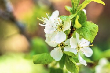 Beautiful white flowers among green leaves on a tree branch.
