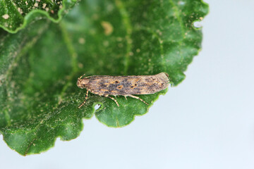 Moth of the beet moth Scrobipalpa ocellatella, is a species in the family Gelechiidae. This is an important pest of sugar beet and other crops.