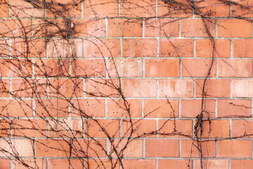 Dry trunks and branches creeping rasteniyya, without ivy leaves on an old stone wall, draws a...