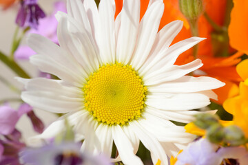 white marguerite  between colorful wildflowers in nature