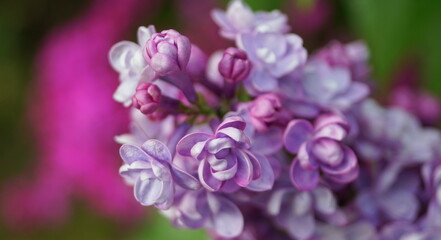 Flieder - "knallige Farben machen gute Laune"
