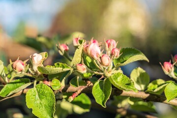 Numerous flowers on a branch of a blossoming apple tree.