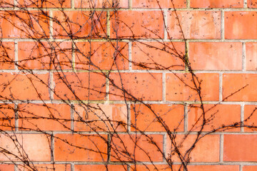 Dry trunks and branches creeping rasteniyya, without ivy leaves on an old stone wall, draws a strict picturesque creative arnamentom. As background for design