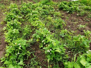 blossoms strawberries blossoms flowers pollination greens beds summer cottage
