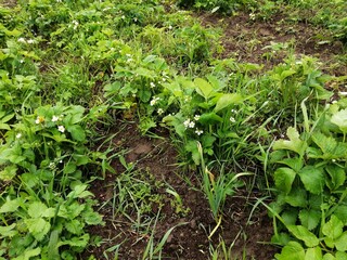 blossoms strawberries blossoms flowers pollination greens beds summer cottage