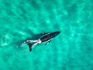 Naklejka premium Humpback Whale Australia 