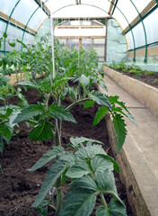 Tomato plants in the greenhouse
