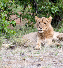 Naklejka na ściany i meble Full portrait of adolescent male lion Kruger Park