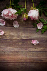 Fototapeta na wymiar beautiful blooming peonies with petals on a wooden table