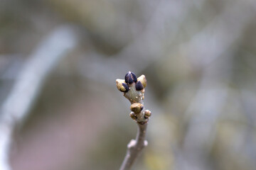 Tree branch close-up and macro, natural plant photo.