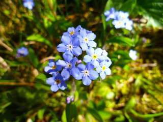 Blue forget me not flowers blooming on green background (Forget-me-nots, Myosotis sylvatica, Myosotis scorpioides).  Spring blossom background. Closeup, low key