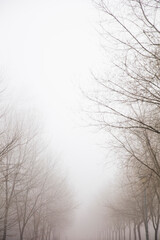 Trees in the foggy winter day