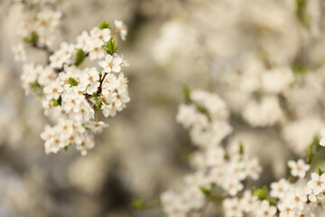 Closeup view of blossoming tree outdoors on spring day