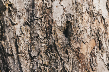 tree bark texture