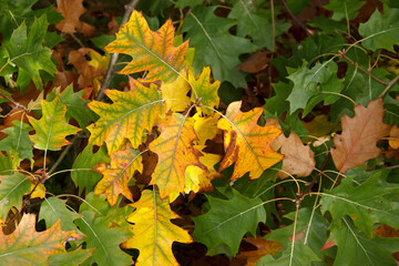 yellowed oak leaves. background of autumn leaves.
