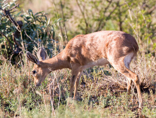 Steenbok in Kruger Park very aware of the dangers around it from predators