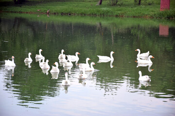 Beautiful Group of White Ducks Near the Lake