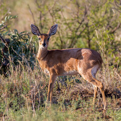 Steenbok in Kruger Park very aware of the dangers around it from predators