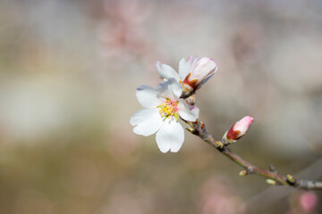 Spring tree and branch bud flower, flower on the tree in spring, bokeh background.