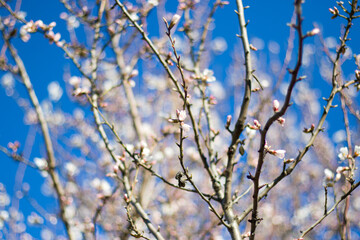 Spring tree and branch bud flower, flower on the tree in spring, bokeh background.