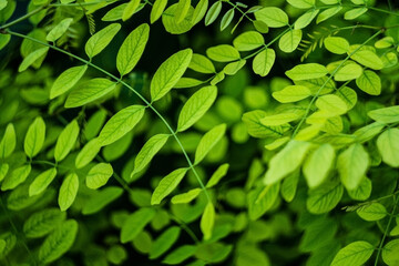 Fototapeta na wymiar Background from green leaves. Natural green background. Juicy green leaves.