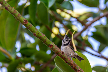 Crested tit perched on a ficus in a garden near the Mediterranean Sea