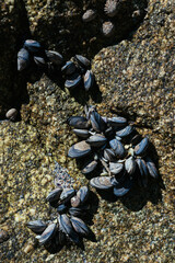 Wild mussels on the rocks of the coast in Galicia