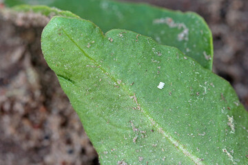 Eggs of sugar beet miner Pegomya betae under the leaf.