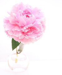 pink peony flower in full bloom in a glass vase of water against a white background