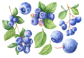 Hand drawn watercolor blueberry set isolated on white background. Food illustration. © Ann Lou