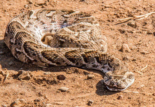 Puffadder on road, Kruger Park