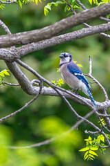 Blue Jay in Tree