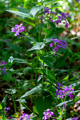 Beautiful Wild Flowers