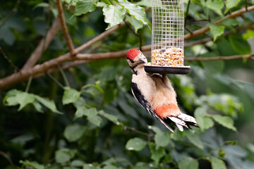 red headed great spotted woodpecker on a bird feeder